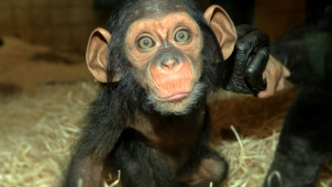 Šimpanzí slečna Caila v plzeňské zoo už vyráží na průzkum