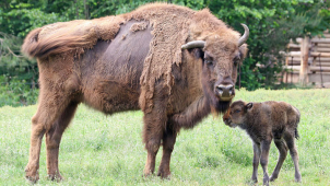V plzeňské zoo se radují z nových přírůstku mezi zubry
