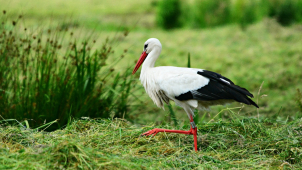 Zalíbil se mu sádrový čáp ze zahrady, tak ho ukradl