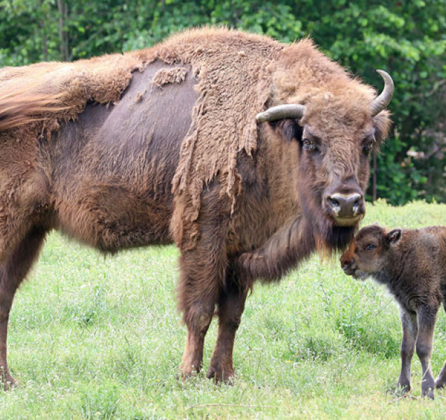 V plzeňské zoo se radují z nových přírůstku mezi zubry