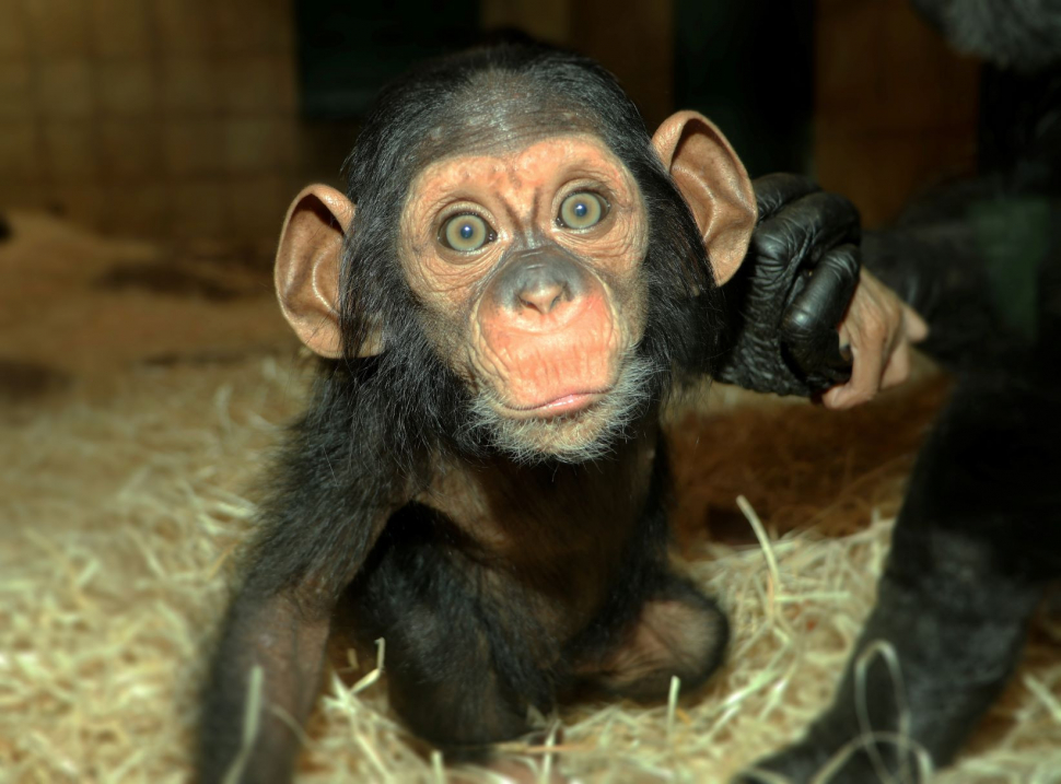 Šimpanzí slečna Caila v plzeňské zoo už vyráží na průzkum